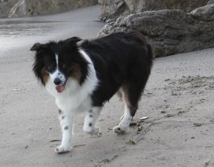 buster op het strand 4