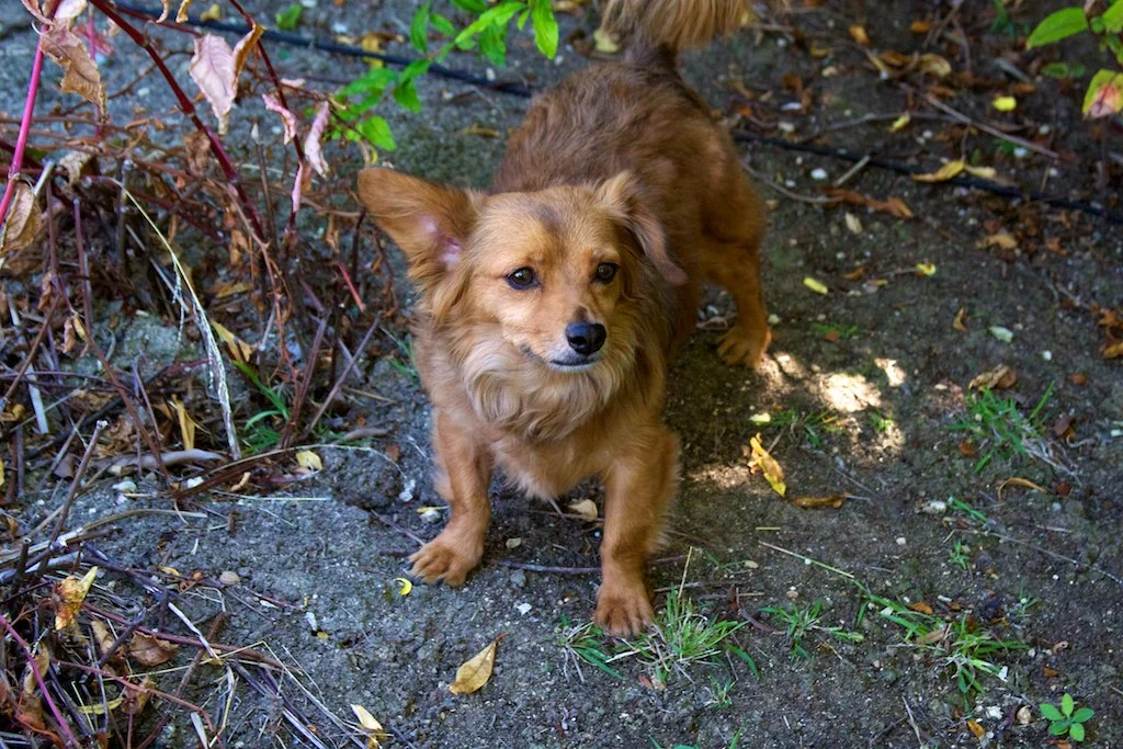 Perro de Iliza
